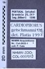 Etiketten zu Cardiophorus getschmanni (Candèze, 1876) (NHMW-ZOO-COL-0007012)